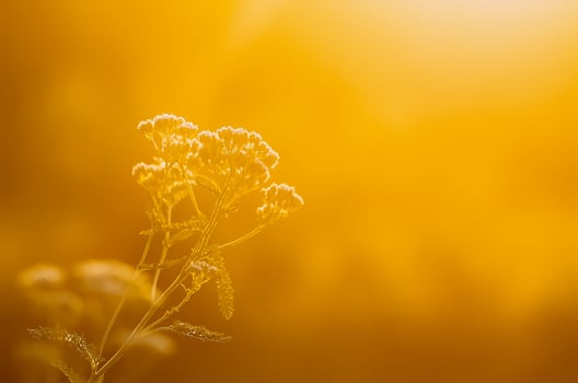 Yarrow medical plant in a golden sunlight photo