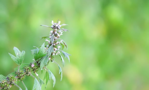Motherwort medical plant in summer season. photo