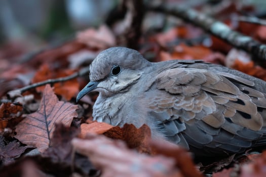 A dove is sitting on the ground surrounded by leaves photo