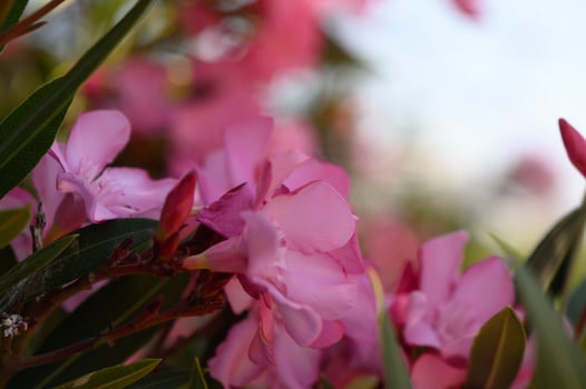 Soft Pink Oleander Blossoms in Mediterranean Garden photo