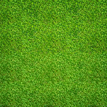 Green grass background. Green lawn pattern and texture. Close up. photo