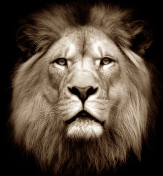Majestic Lion Portrait Capturing Strength Grace and Natural Beauty photo