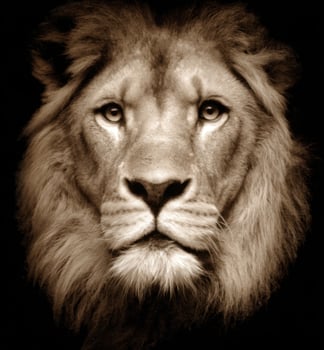 The Majestic Lion Face A Symbol of Power and Strength photo