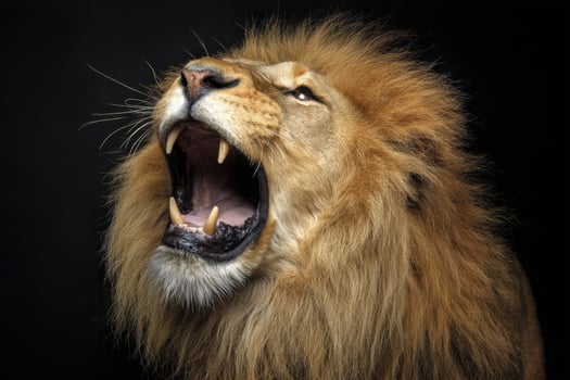 Majestic Lion Roaring Loudly with Open Mouth in Dark Background photo