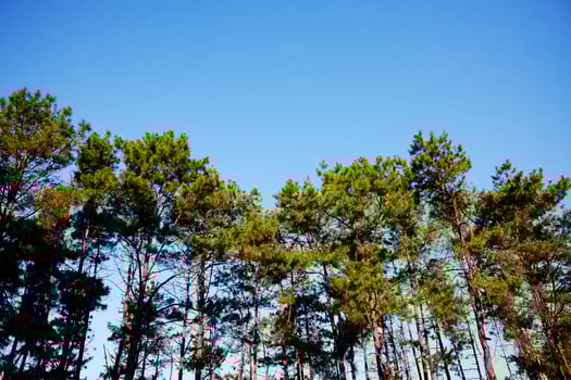 Beautiful landscape pine forest with blue sky and bright day in the mountain in Thailand photo