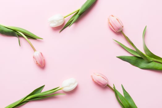 Pink and white tulips on colored holiday frame Background. Floral spring background for March 8, birthday, mother's day. photo