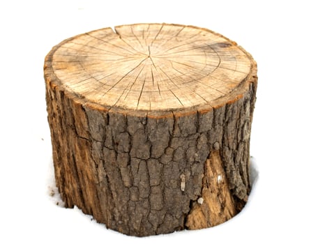 A weathered tree stump sits in the snow showcasing its aged texture and concentric rings photo