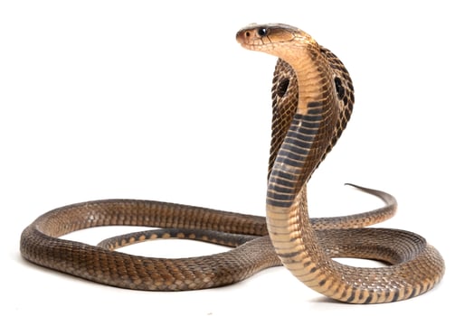 spectacled cobra in a defensive posture isolated on white background photo