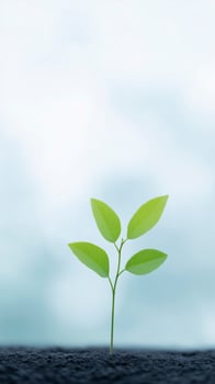 A small plant growing out of the ground photo
