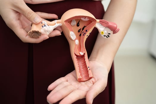 Uterus Asian, woman holding human anatomy model. photo
