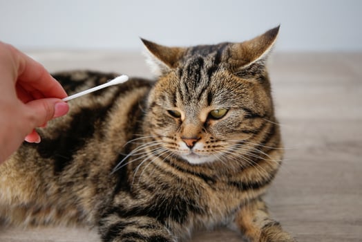 A woman cleans the ears of a domestic cat with a cotton swab photo