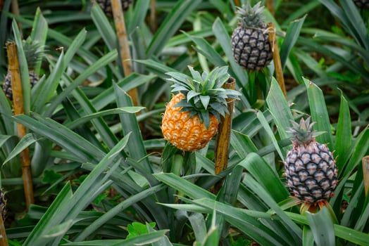 pineapples ripening in a greenhouse in a pineapple plantation on the island of sao miguel, Azores photo
