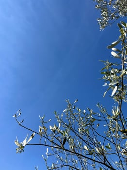 Eucalyptus branch frame against a blue sky background. photo