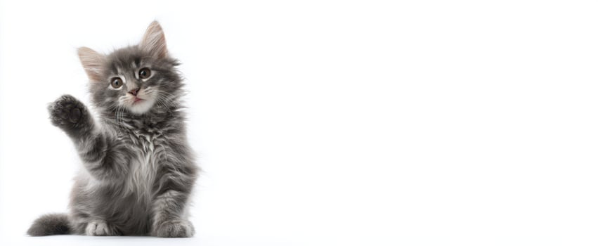 The adorable gray kitten waving its paw with playful charm photo