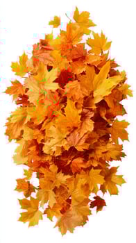 Colorful Autumn Leaves Scattered on a White Background for Seasonal Decoration photo