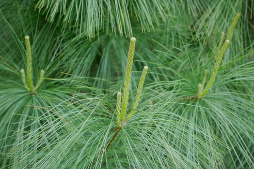 Young sprout of fir spruce. Young branches of coniferous tree. Green background, healthy lifestyle concept photo
