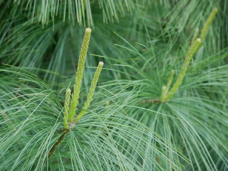 Young sprout shoot of fir spruce. Young branches of coniferous tree. Green background, healthy lifestyle concept photo