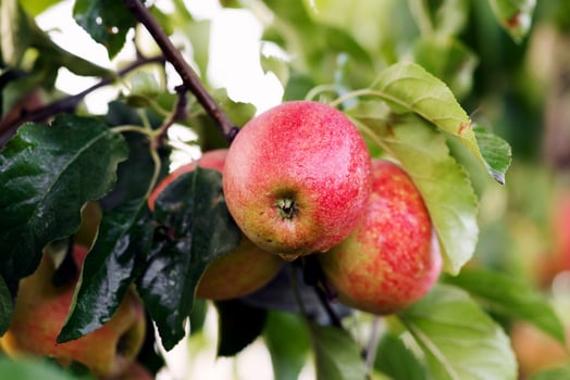 Growing plants for business, trade and industry. Red apples on tree, fresh fruits in organic plantation at autumn. Ripe harvest with green leaves on branch on eco farm, outdoor, copy space, mockup photo