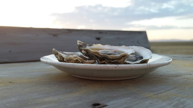 Oysters on the half shell photo