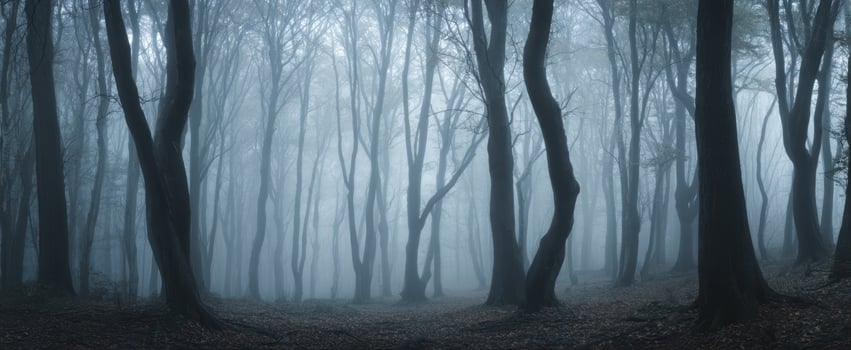 The tranquil forest enveloped in mysterious fog and haunting shadows. photo
