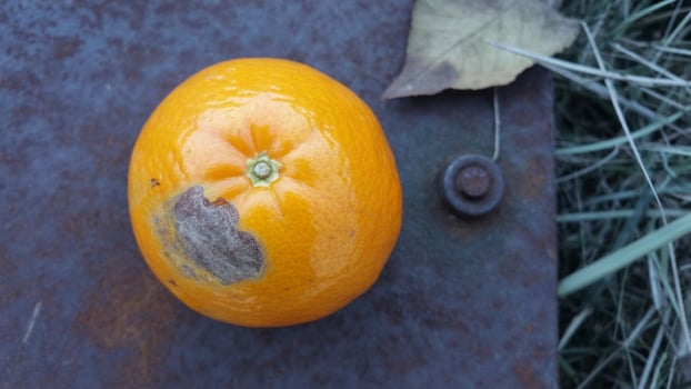 Orange on the ground photo