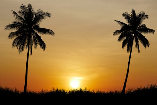 Stunning Tropical Sunset with Silhouetted Palm Trees Against a Vibrant Orange and Yellow Sky photo