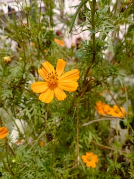 Cosmos Sulphureus Flower Close-Up in Garden photo