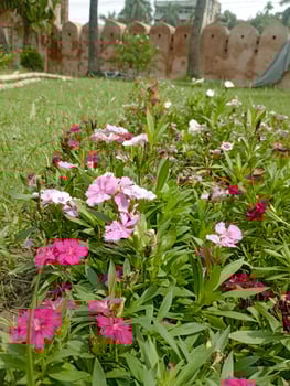 Dianthus Flower Bed in Garden photo