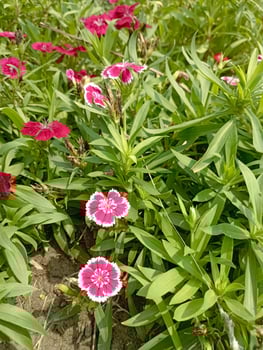 Dianthus Chinensis Close Up with Green Leaves photo