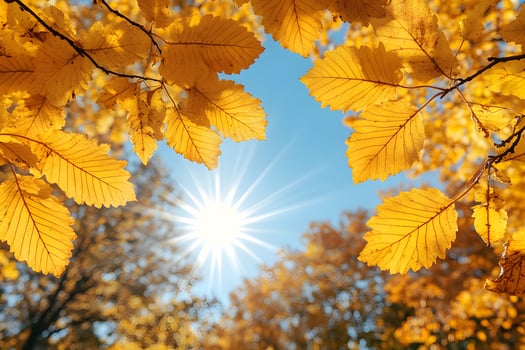 Autumn Foliage with Sunburst Through Golden Leaves in Forest photo