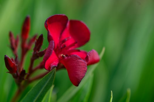Red Oleander Blossoms on Sunny Day in Cyprus photo