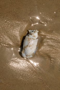 Seashell lies on wet sand as sunlight reflects brightly on the surface. Beauty of coastal nature photo