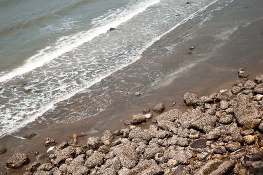 Coastal scene featuring gentle waves lapping against a rocky shore covered in barnacles. photo