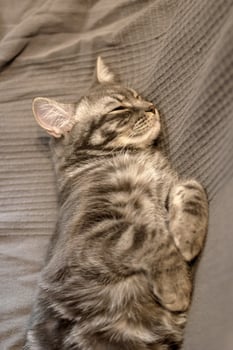 Adorable domestic striped kitten napping peacefully on soft grey bedding, blissful sleep. photo