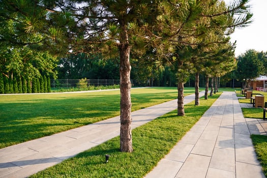 Path with trees, recreation area at summer daytime photo