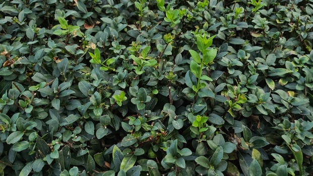 Green leaves creating natural background in prague park photo