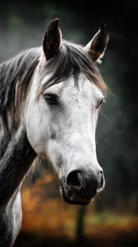 Majestic white horse with expressive eyes in a serene natural setting during early morning light photo