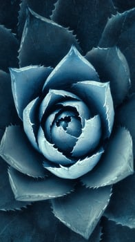 Intricate Spiral Design of a Blue Agave Plant Showcasing Natural Beauty and Symmetry. photo