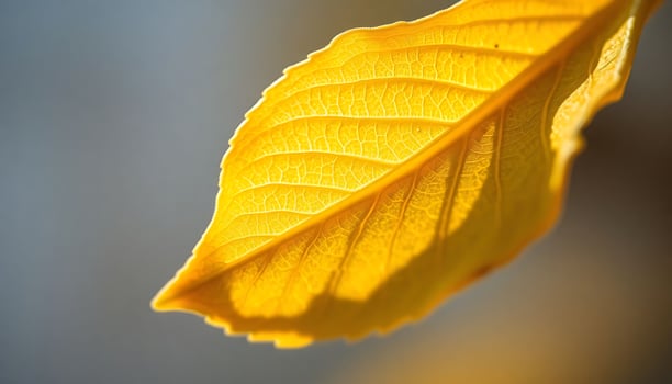close up of a yellow leaf on a tree photo