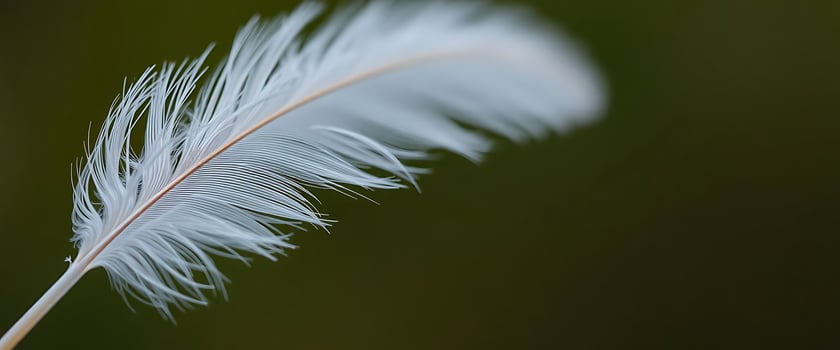 close up of a white feather on a green background photo