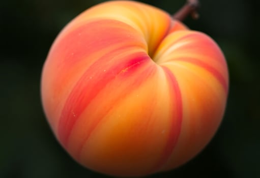 close up of an apple with a blurry background photo