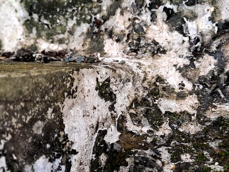 A textured landscape of aging rock, featuring patterns of erosion and delicate growth of greenery. photo