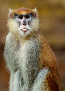 Patas monkey sticks out tongue photo