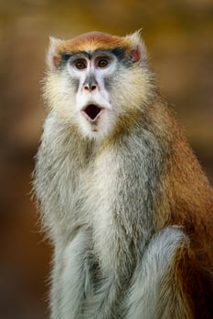 Portrait of Patas monkey photo