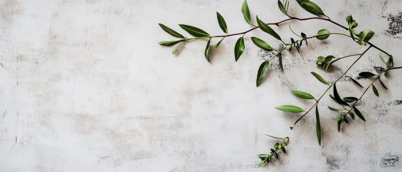 Green leaves on a textured white background photo