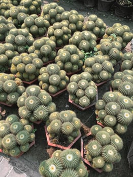 Cactus Nursery with Golden Barrel Cactus Plants photo