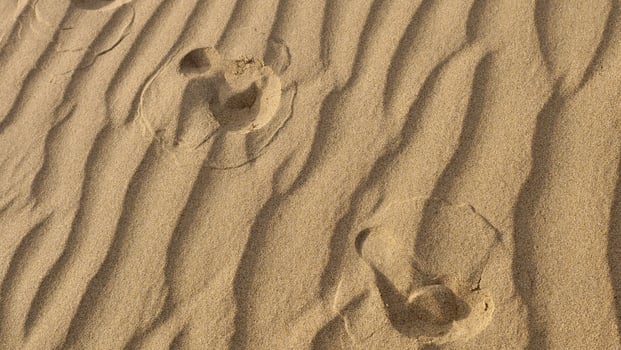 A person walking on the sand with their feet in the sand photo
