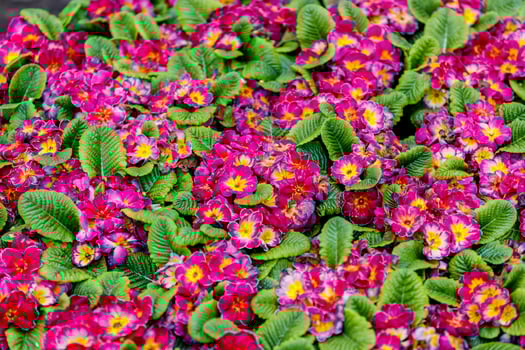 Many blooming primroses of a rich crimson color with yellow centers and green leaves. photo