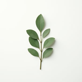 Round Leaf Cluster in Clean Composition photo