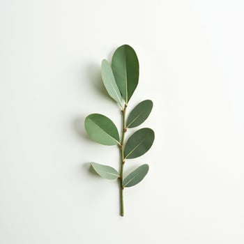 A single eucalyptus leaf on a white surface photo